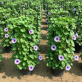 Ipomoea pes - caprae, Railroad Vine or Railway Creeper - Greensouq - 