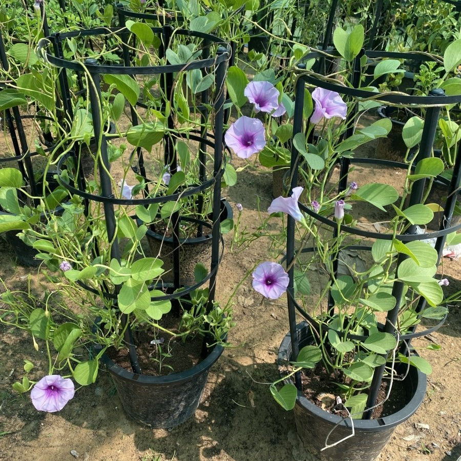 Ipomoea pes - caprae, Railroad Vine or Railway Creeper - Greensouq - 