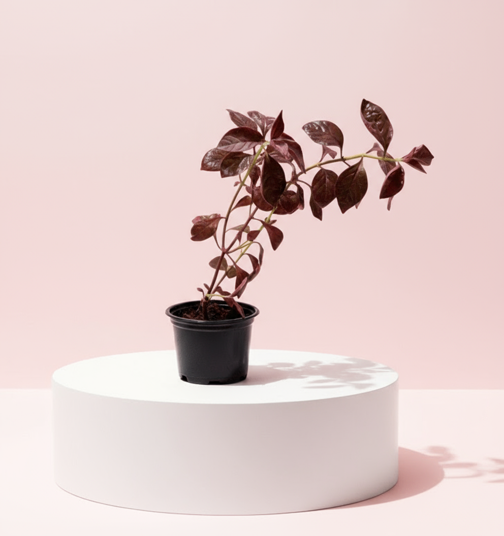 Iresine lindenii "Bloodleaf Iresine lindenii" 10 - 15cm - Greensouq - 