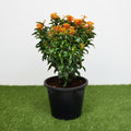 Ixora chinensis "Red" 20 - 60cm - Greensouq - 