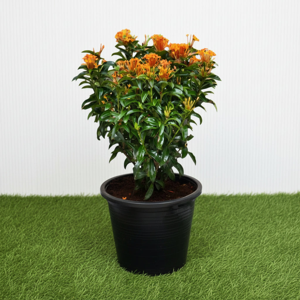 Ixora chinensis "Red" 20 - 60cm - Greensouq - 