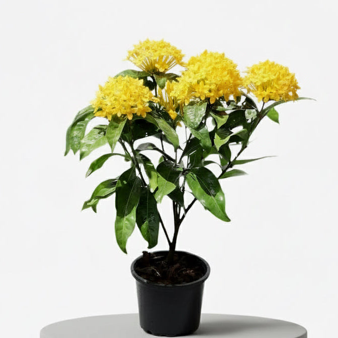 Ixora Coccinea 0.25 - 0.3m - Greensouq - 