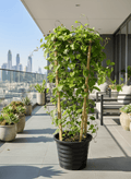 Jacquemontia Pentantha "Sky Blue Cluster Vine" - Greensouq - 