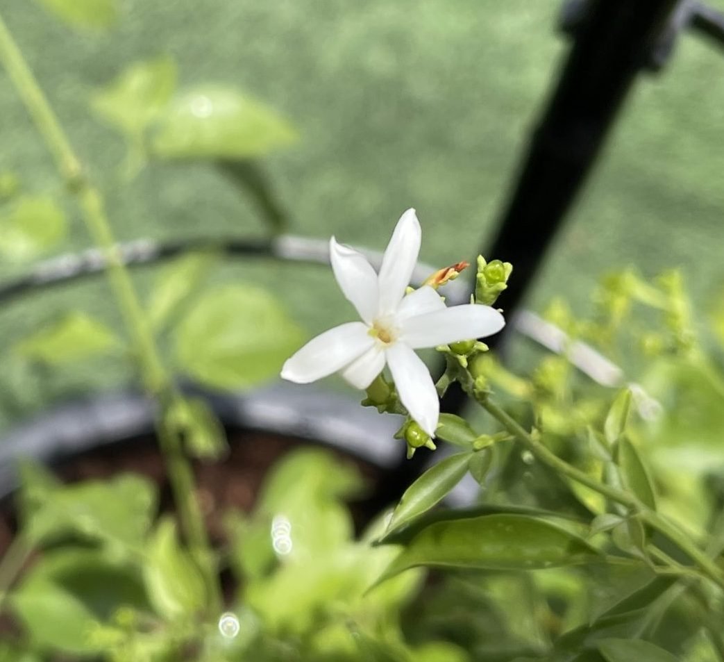 Jasminum Grandiflora Or Jasmine Climber 0.8 - 1.5m - Greensouq - 