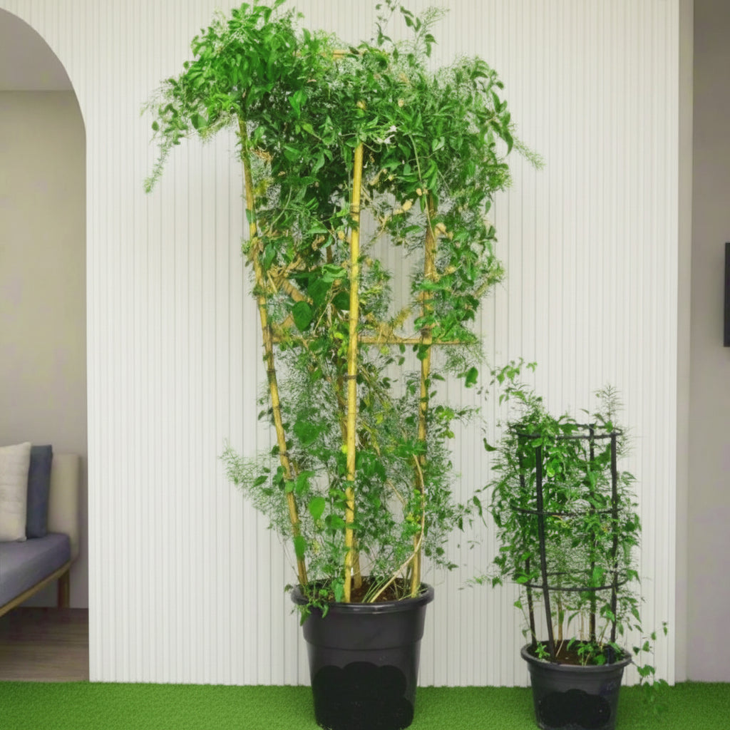 Jasminum Grandiflora Or Jasmine Climber 0.8 - 1.5m - Greensouq - 