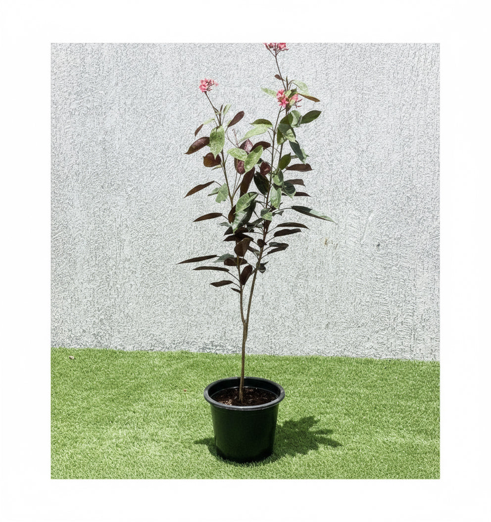 Jatropha pandurifolia Hastata 0.8 - 1.0m - Greensouq - 