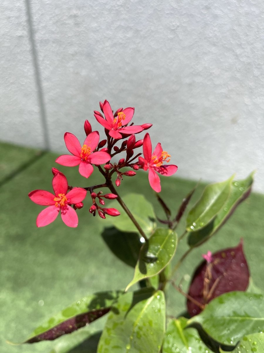 Jatropha pandurifolia Hastata 0.8 - 1.0m - Greensouq - 