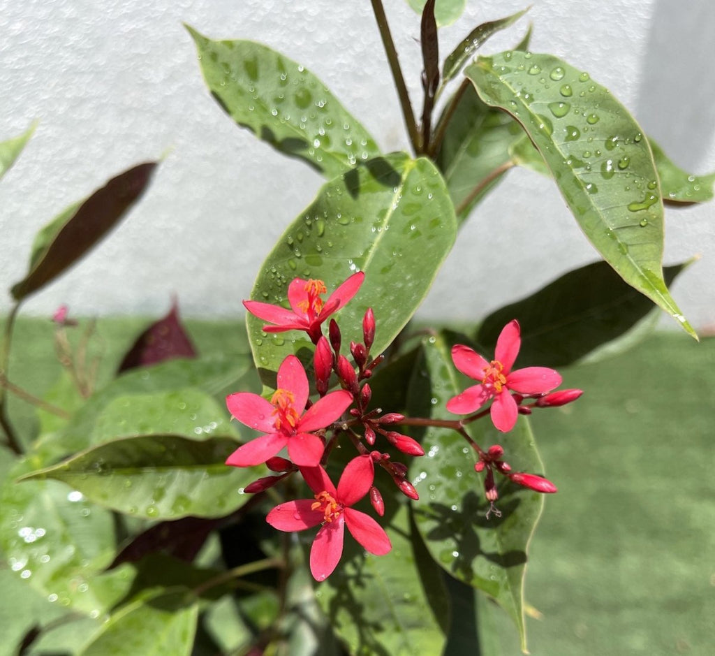Jatropha pandurifolia Hastata 0.8 - 1.0m - Greensouq - 