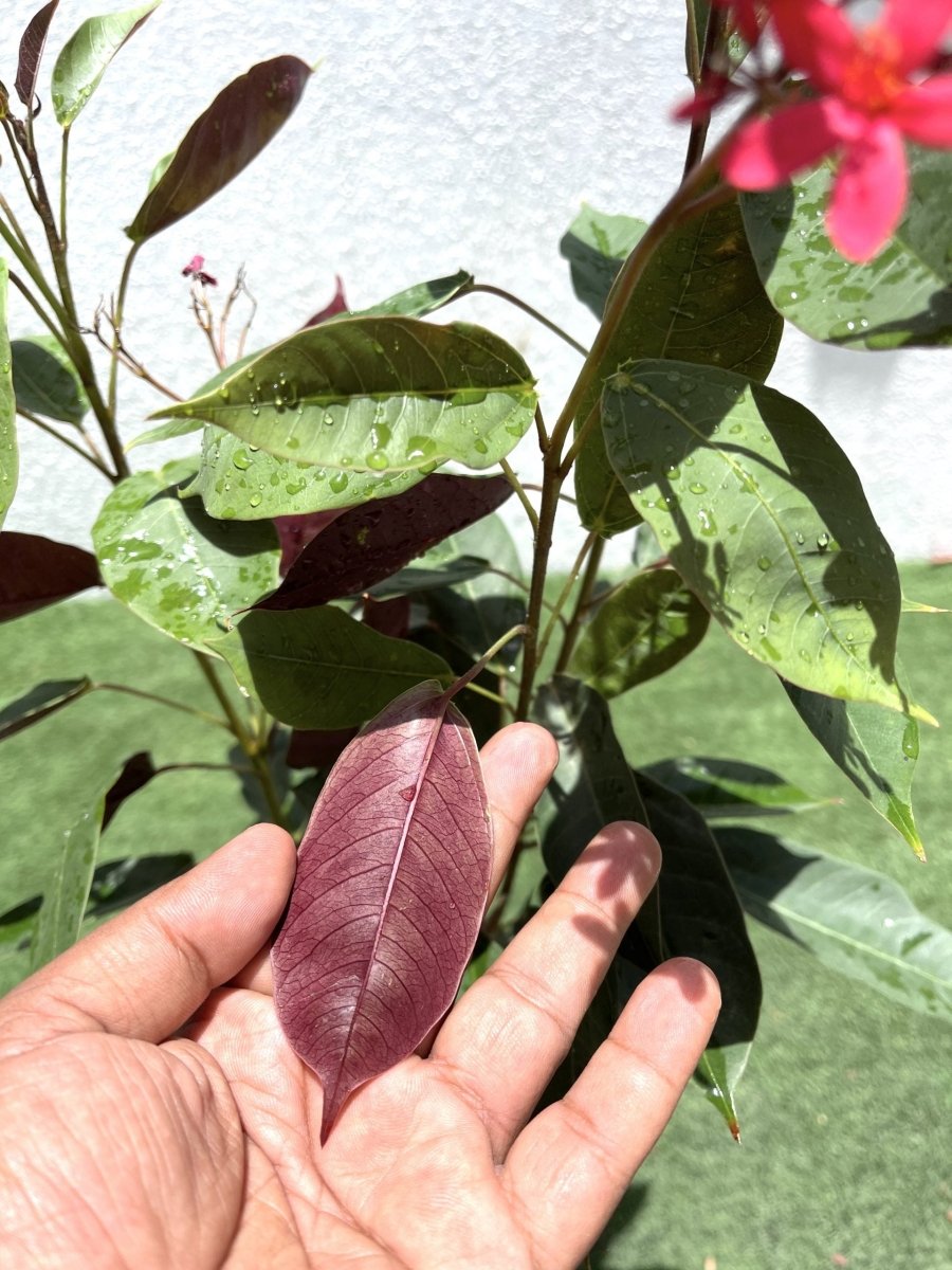 Jatropha pandurifolia Hastata 0.8 - 1.0m - Greensouq - 