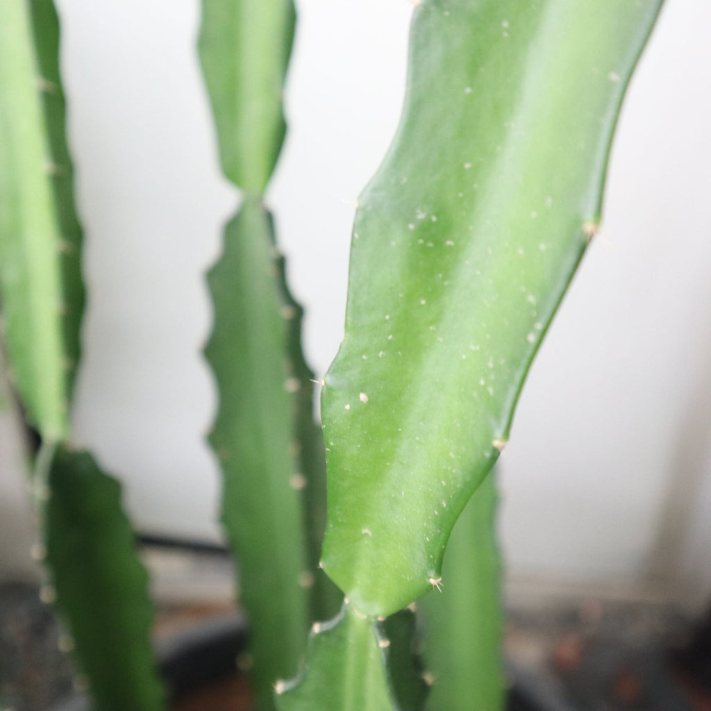 Kanzacam Cactus or Pachycereus gaumeri 5pp or 0.3 - 0.5m - Greensouq - 