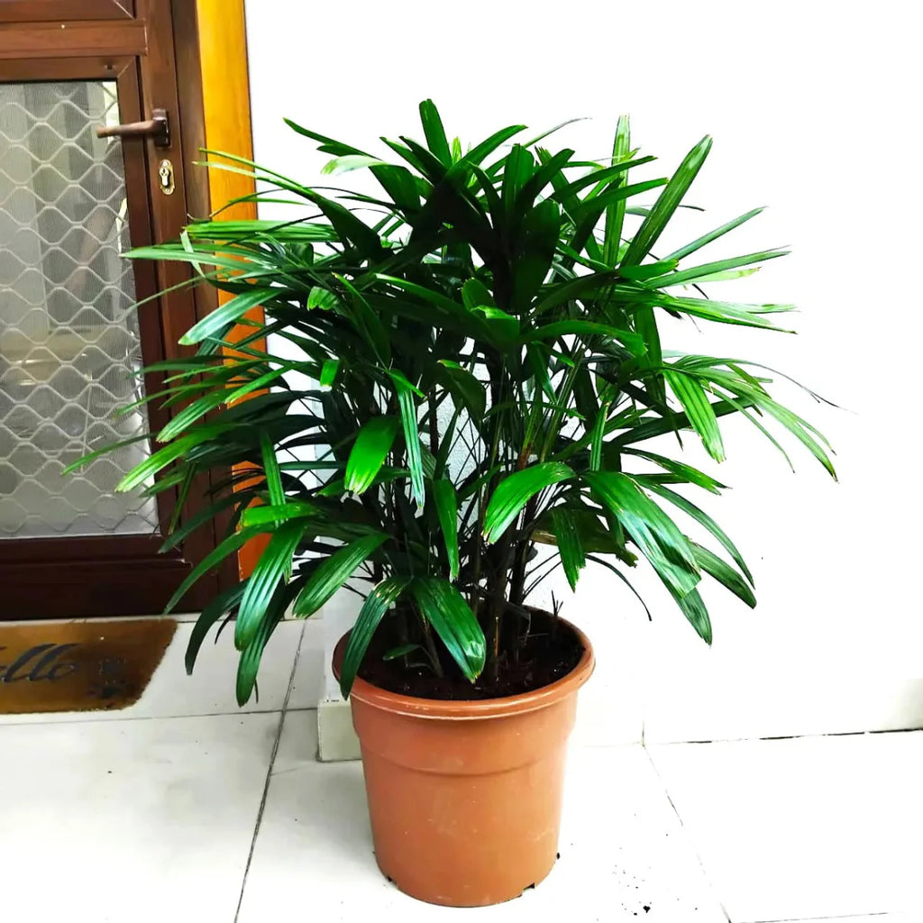 Lady Palm "Rhapis Excelsa سيدة النخيل or Miniature Fan Palm" 0.8 - 0.1m - Greensouq - 