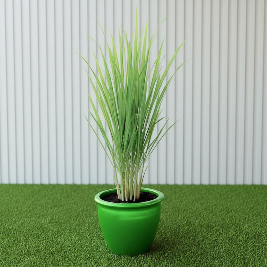 Lemon Grass / Citronella or Cymbopogon Citratus 40 - 60cm عشبة ليمون. - Greensouq - 