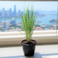 Lemon Grass / Citronella or Cymbopogon Citratus 40 - 60cm عشبة ليمون. - Greensouq - 