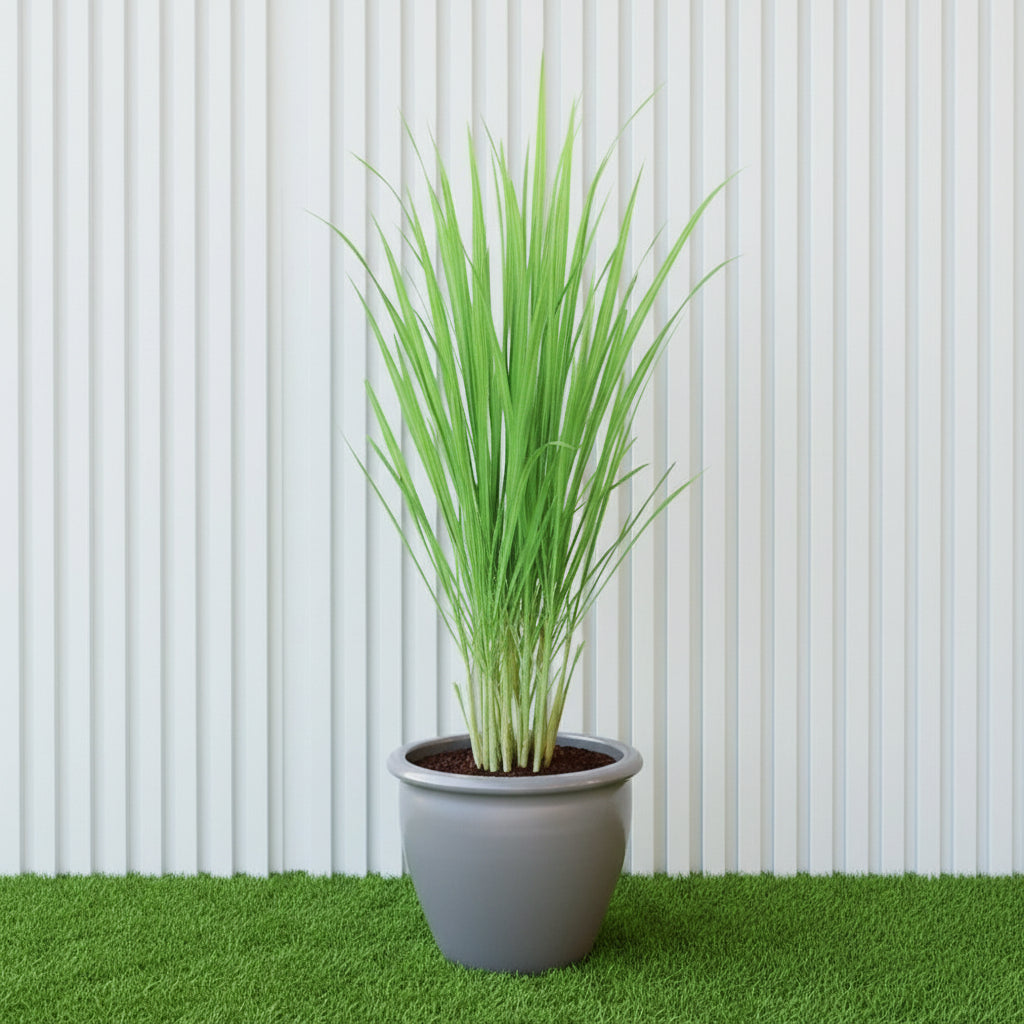 Lemon Grass / Citronella or Cymbopogon Citratus 40 - 60cm عشبة ليمون. - Greensouq - 
