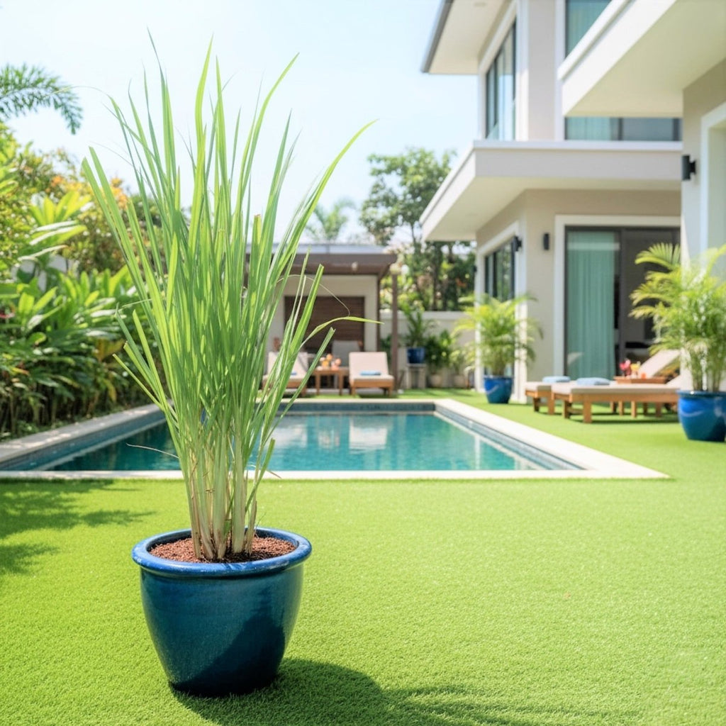 Lemon Grass / Citronella or Cymbopogon Citratus 40 - 60cm عشبة ليمون. - Greensouq - 