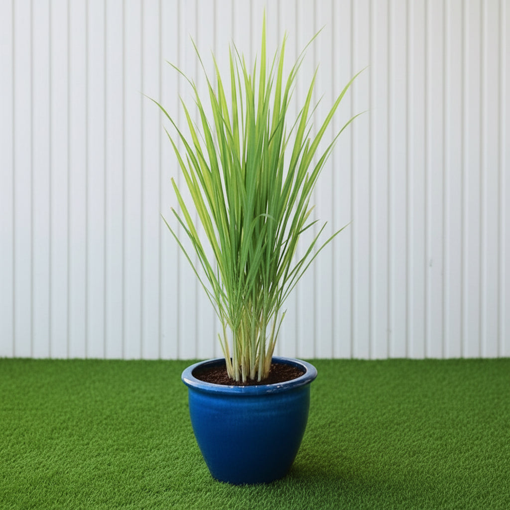 Lemon Grass / Citronella or Cymbopogon Citratus 40 - 60cm عشبة ليمون. - Greensouq - 