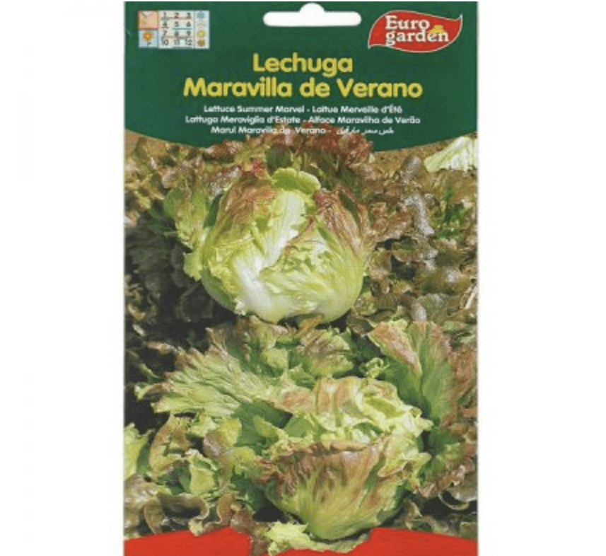 Marvel Lettuce Seeds Summer Marvel Premium Quality Seeds by EuroGarden - Greensouq -