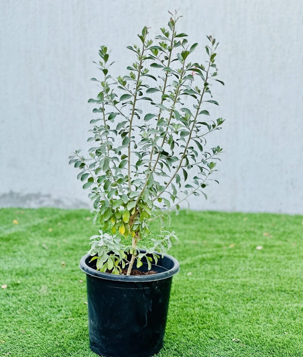 Leucophyllum Frutescens "Texas Sage" - Greensouq - 