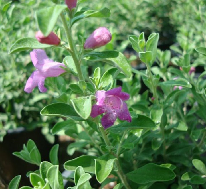 Leucophyllum Frutescens "Texas Sage" - Greensouq - 