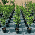 Lime Tree 'Binzaheer' ليمون بن زهير - Greensouq - 