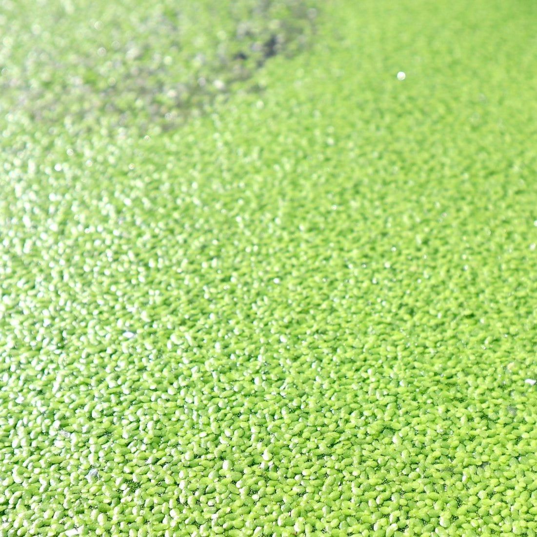Live Floating Duckweeds "Lemna Minor" - Greensouq - 