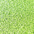 Live Floating Duckweeds "Lemna Minor" - Greensouq - 