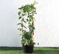 Lonicera "Honeysuckle" 0.8 - 1.0m - Greensouq - 
