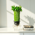 Lucky Bamboo Fish Bowl "70cm Height" - Greensouq - 