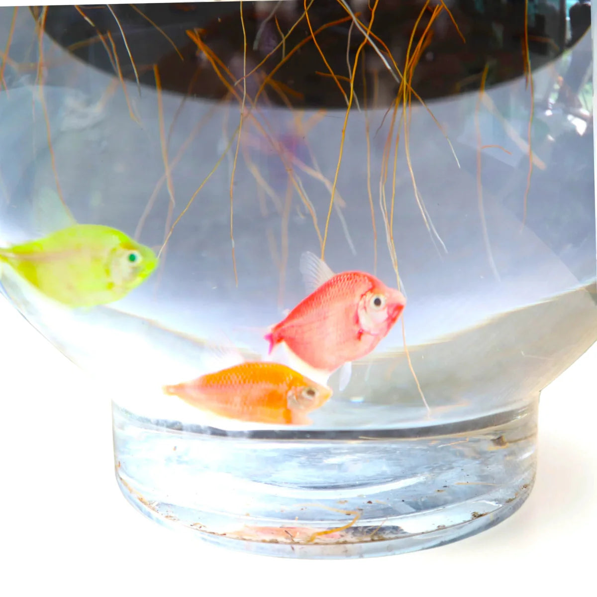 Lucky Bamboo Fish Bowl "70cm Height" - Greensouq - 