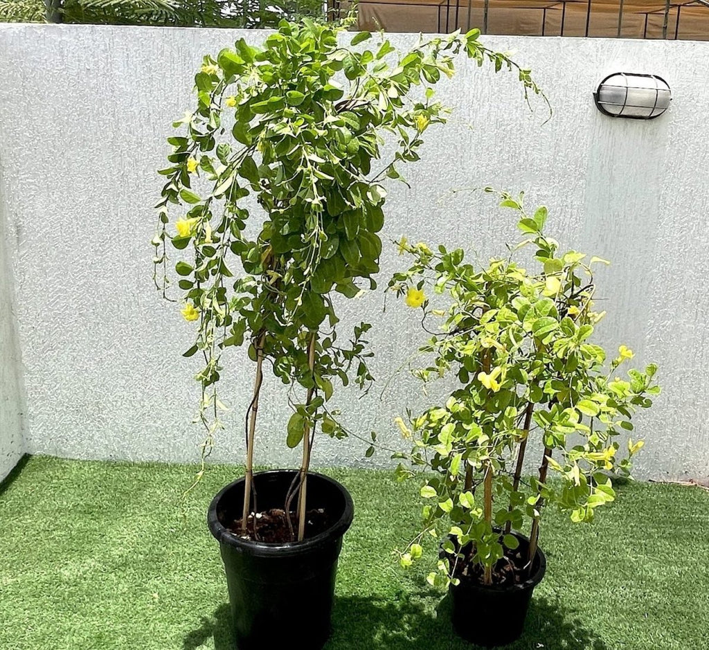 Mandevilla Splendens Or Yellow Bell Climber - Greensouq - 