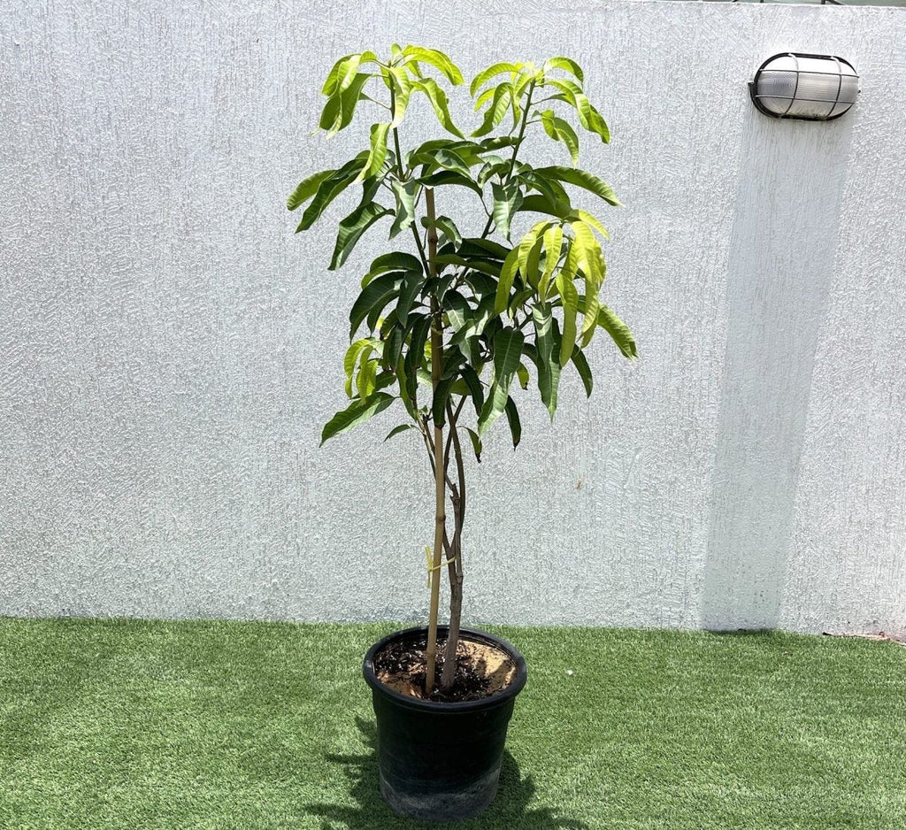 Mango Plant "Sindhri Pakistan" One of The World's Best Mangoes - Greensouq - 