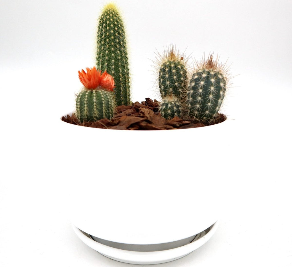 Mini Cactus Garden Lovers Gift in White Ceramic pot | Mini Succulent Oasis - Greensouq - 