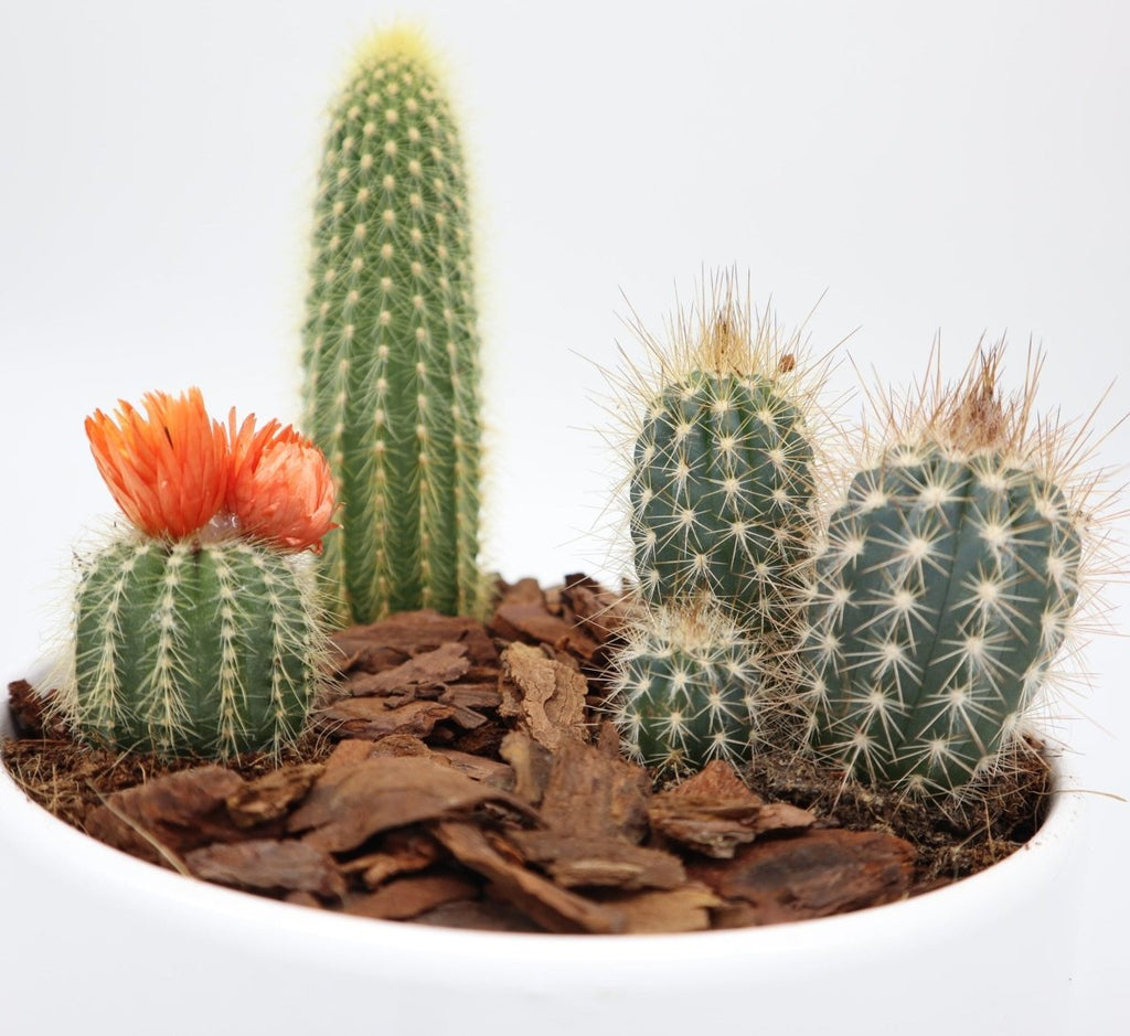 Mini Cactus Garden Lovers Gift in White Ceramic pot | Mini Succulent Oasis - Greensouq - 