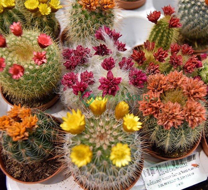 Mini Cactus Garden Lovers Gift in White Ceramic pot | Mini Succulent Oasis - Greensouq - 