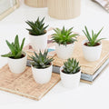 Mini Haworthia succulent 4 - 6cm per piece - Greensouq -