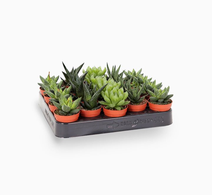 Zebra Succulent | Mini succulents Haworthia in Transparent pot "Terrarium" - Greensouq -