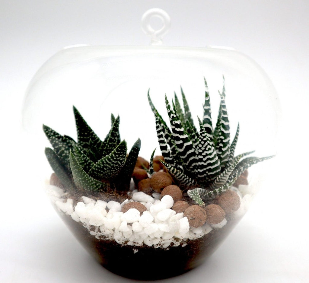 Zebra Succulent | Mini succulents Haworthia in Transparent pot "Terrarium" - Greensouq -