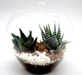 Zebra Succulent | Mini succulents Haworthia in Transparent pot "Terrarium" - Greensouq -
