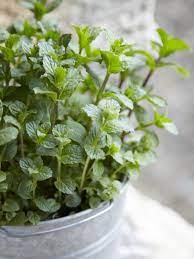 Agrimax Mint Seeds - Greensouq -