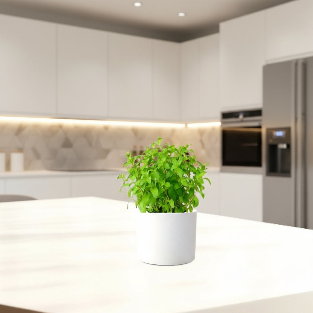 Mint Plant or Mentha - Greensouq - 