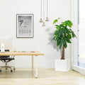 Money Tree / Pachira Aquatica, "Twisted Trunk" in Grp Square Pot 40x40 - Greensouq - 