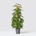 Monstera adansonii | Swiss Cheese Plant 1.0 - 1.2m - Greensouq - 