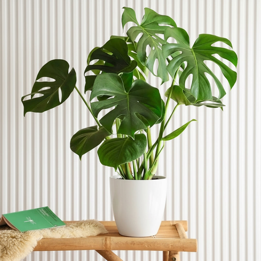 Monstera Deliciosa or Swiss Cheese Plant Small, 50 - 60cm - Greensouq - 
