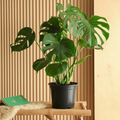 Monstera Deliciosa or Swiss Cheese Plant Small, 50 - 60cm - Greensouq - 