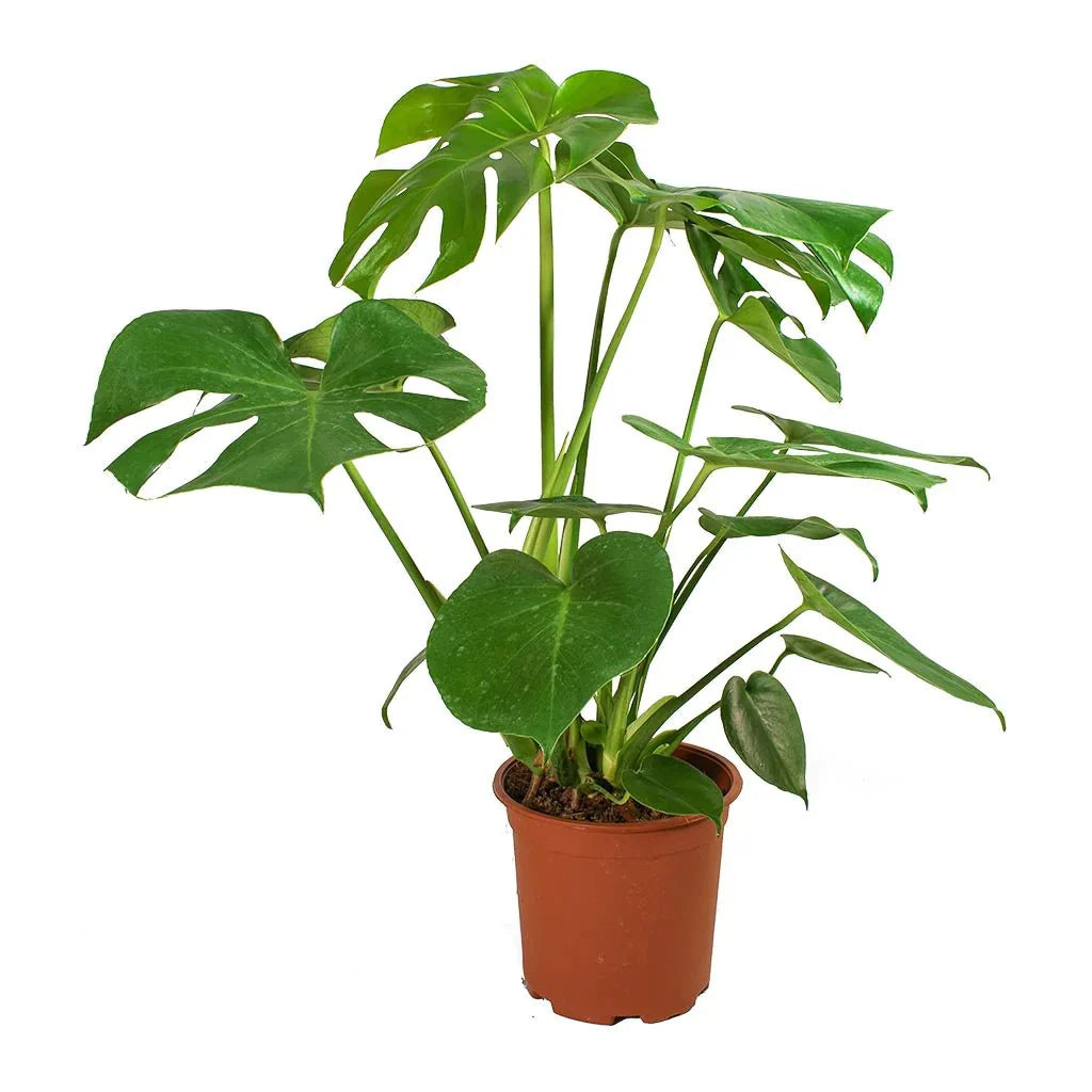Monstera Deliciosa or Swiss Cheese Plant Small, Beautiful Medium Size Monstera - Greensouq - 