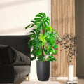 Monstera Deliciosa "The Hurricane or Swiss Cheese Plant" Holland - Greensouq - 