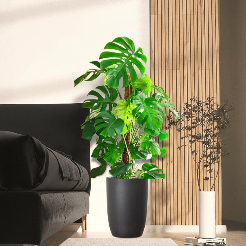 Monstera Deliciosa "The Hurricane or Swiss Cheese Plant" Holland - Greensouq - 