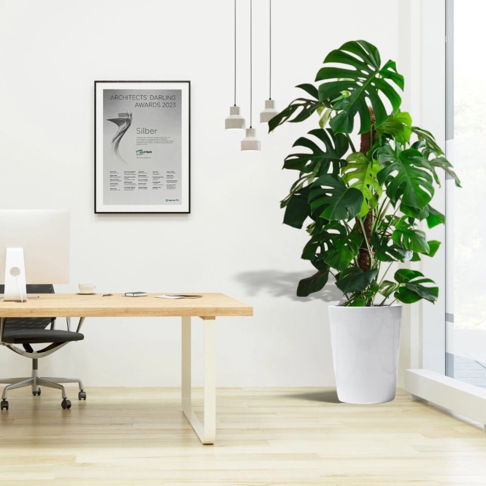 Monstera Deliciosa "The Hurricane or Swiss Cheese Plant" Office Plant Overall Height 100 - 120 cm - Greensouq - 
