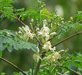 Moringa Oleifera "Drum - Stick Tree" 6 liter Pot - Greensouq - 