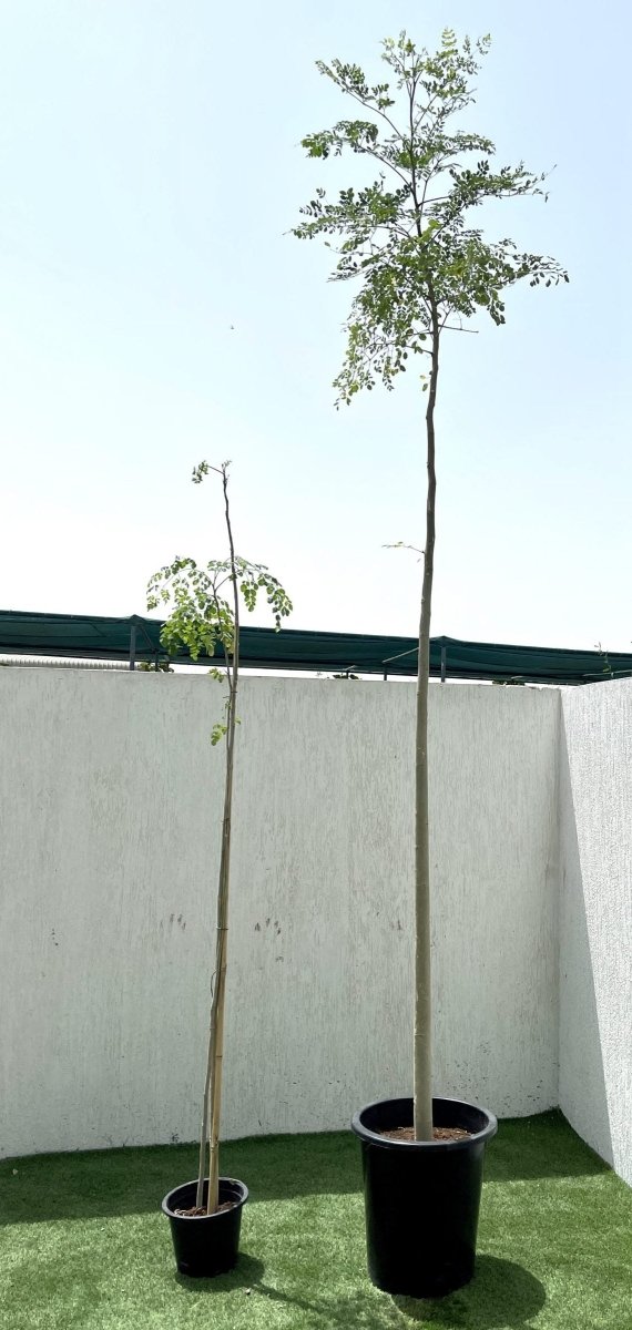 Moringa Oleifera "Drum - Stick Tree" - Greensouq - 